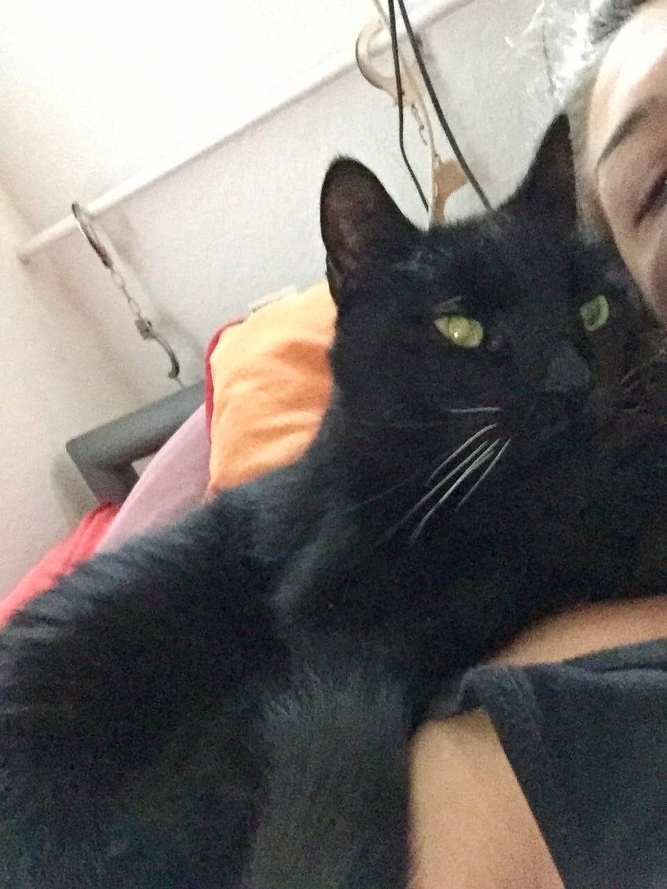 Tierarztpraxis DVM Jana Rafael in Berlin – Foto aus einer Patientenbewertung