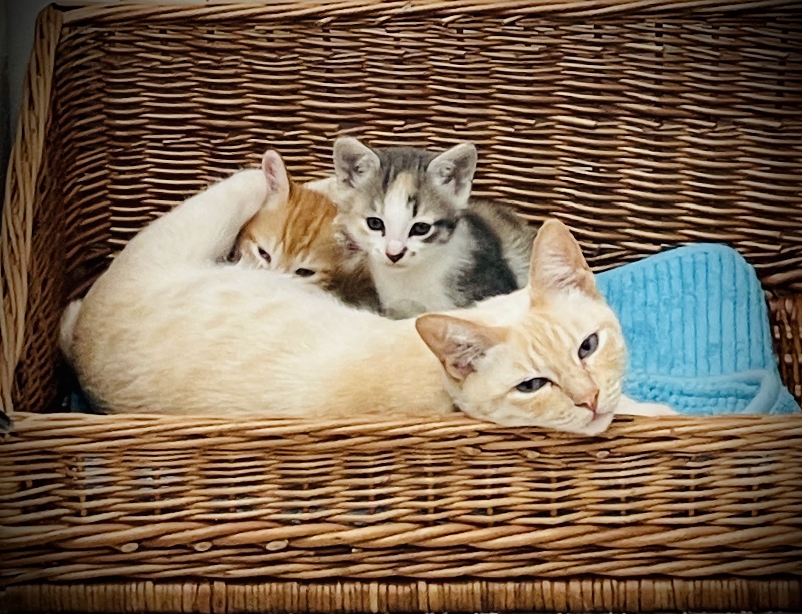 Tierarztpraxis Eva Klein in Berlin – Foto aus einer Patientenbewertung