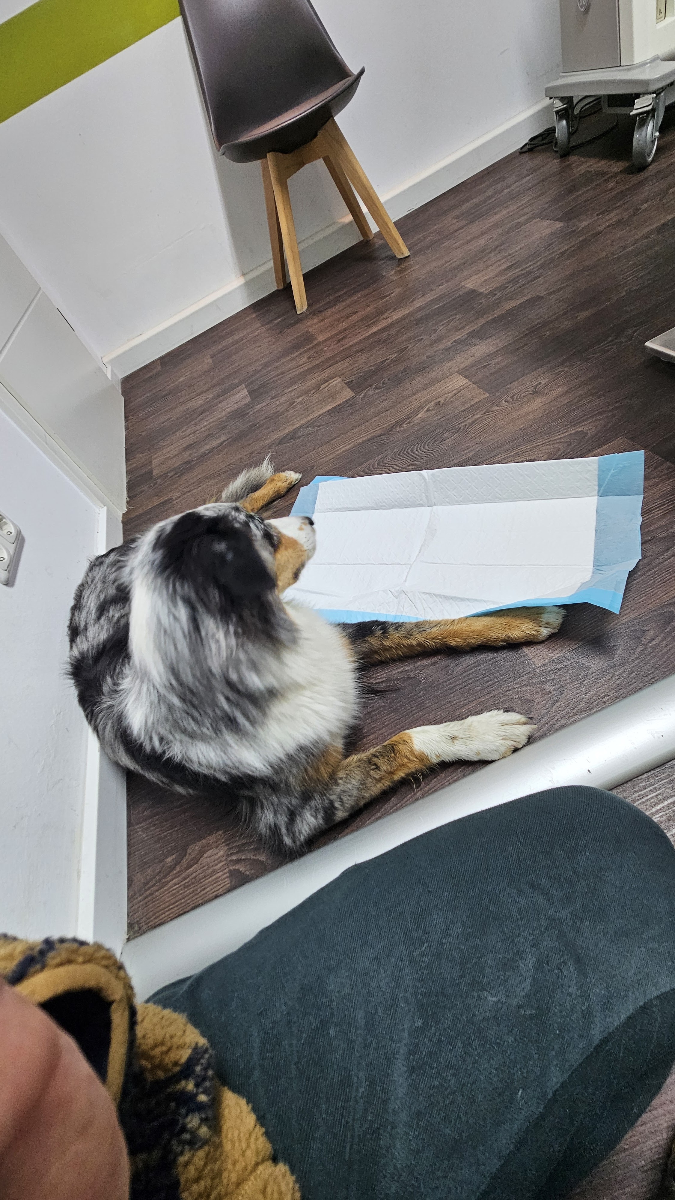 Tierarztpraxis Fell und Feder