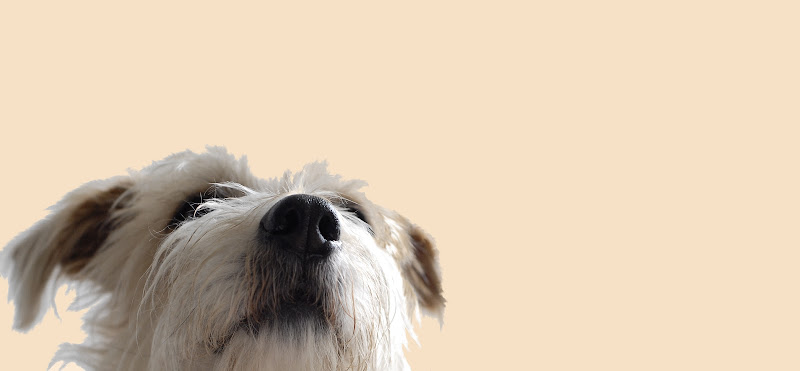 Tierarztpraxis für Verhaltenstherapie München