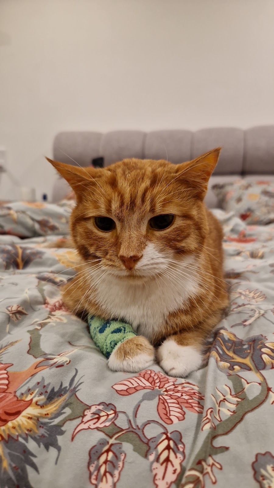 Tierarztpraxis Horrem in Kerpen-Horrem – Foto aus einer Patientenbewertung