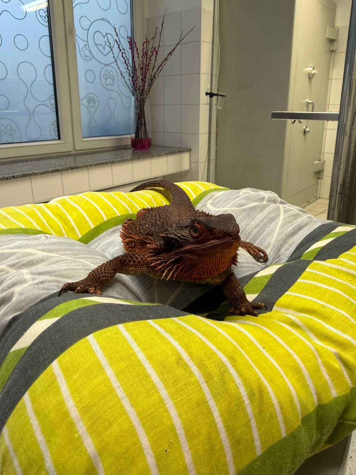 Tierarztpraxis in Rondorf in Köln – Foto aus einer Patientenbewertung
