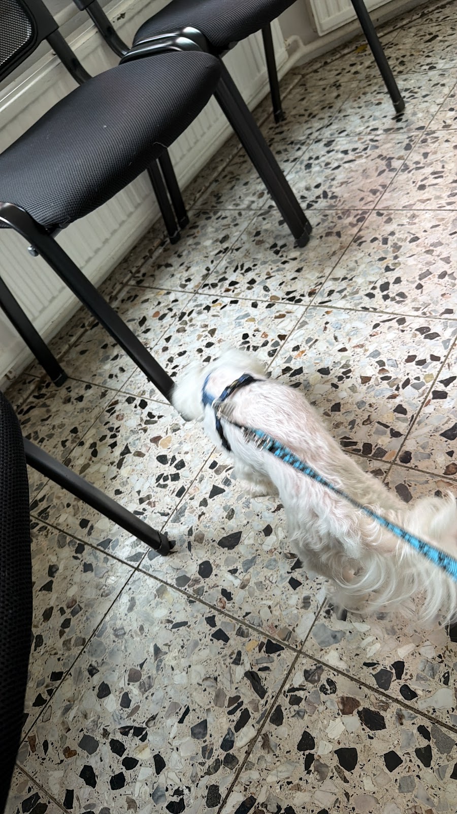 Tierarztpraxis Lunau & Dunkel in Berlin – Foto aus einer Patientenbewertung