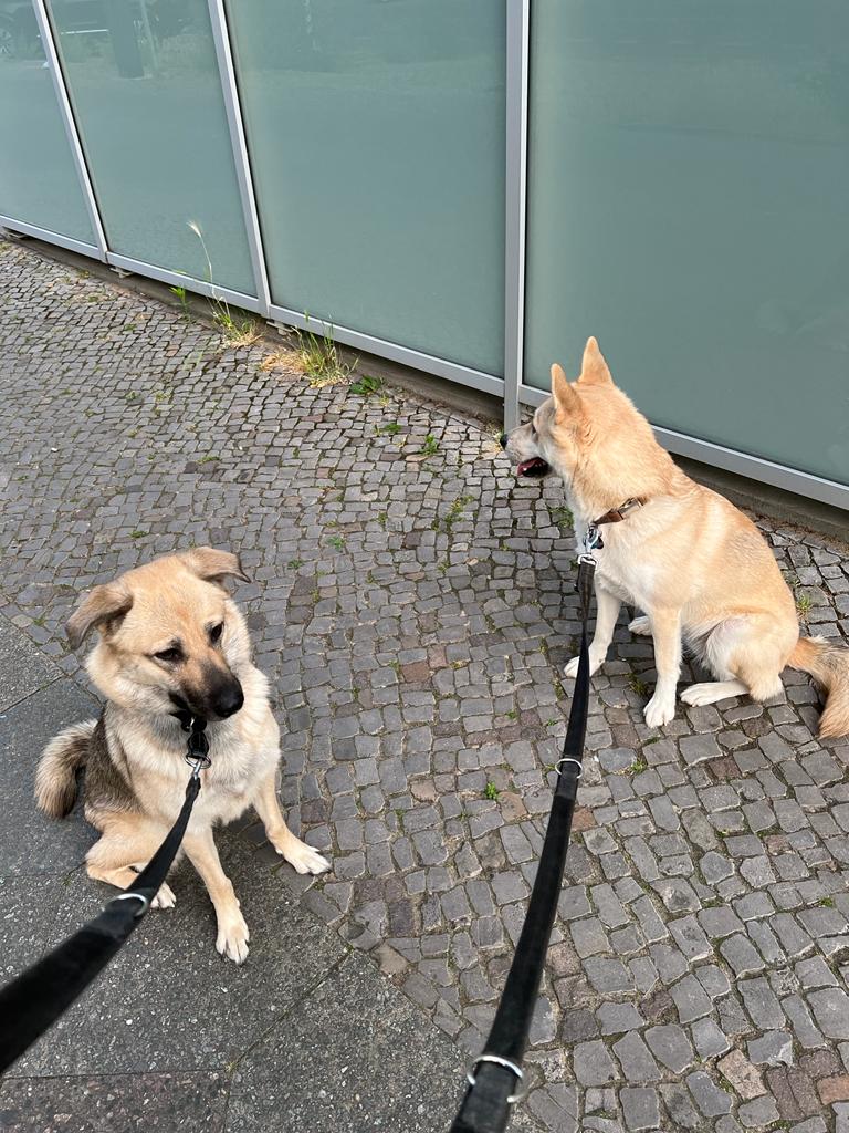 Tierarztpraxis Oldenburger Straße in Berlin – Praxisfoto 1