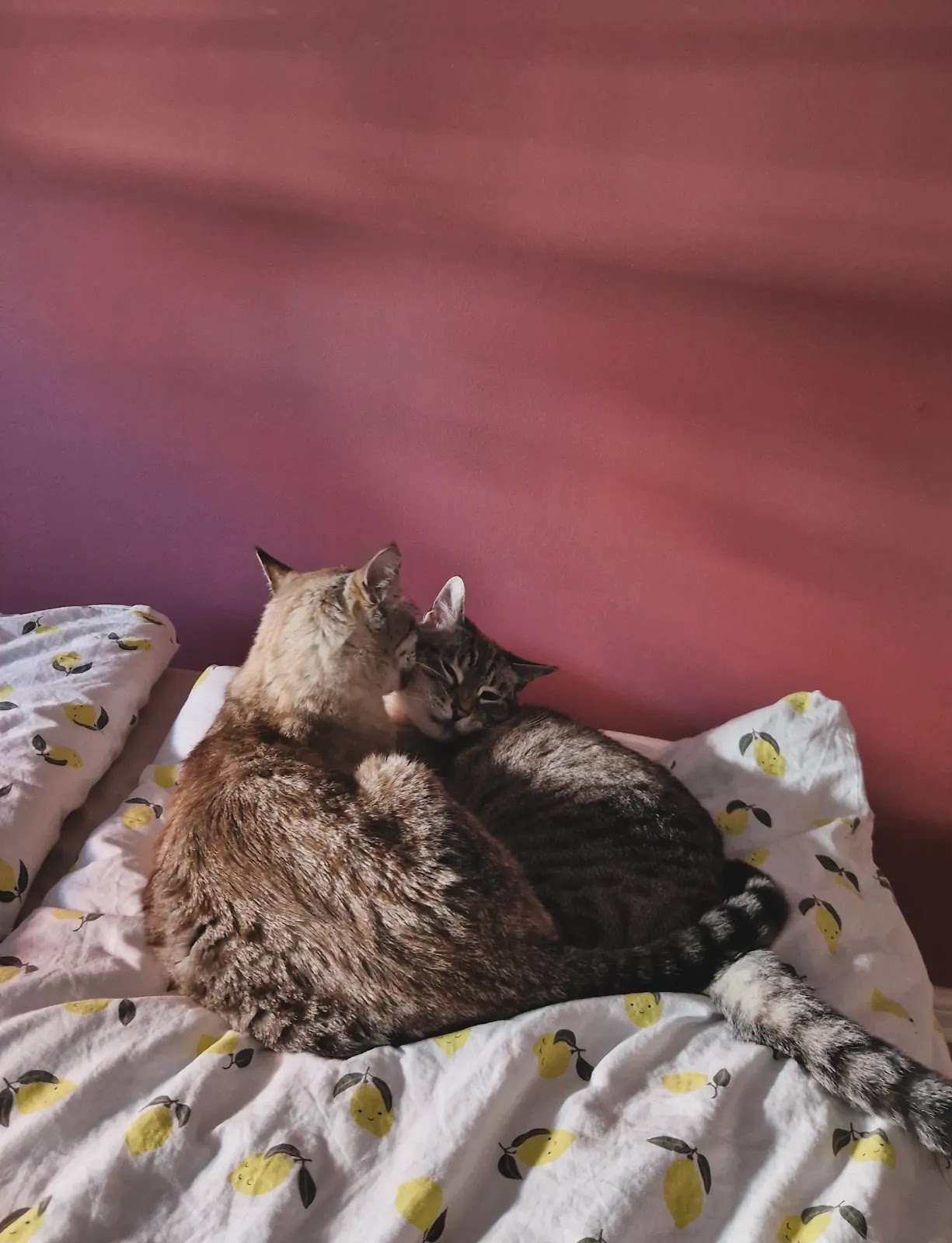 Tierarztpraxis Pistol & Heise GbR in Berlin – Foto aus einer Patientenbewertung