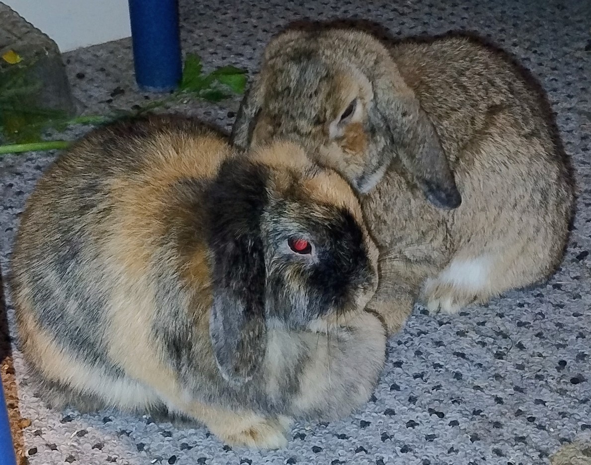 Tierarztpraxis, Praxis für kleine Heimtiere, Dr. Anja Ewringmann in Teltow – Praxisfoto 1