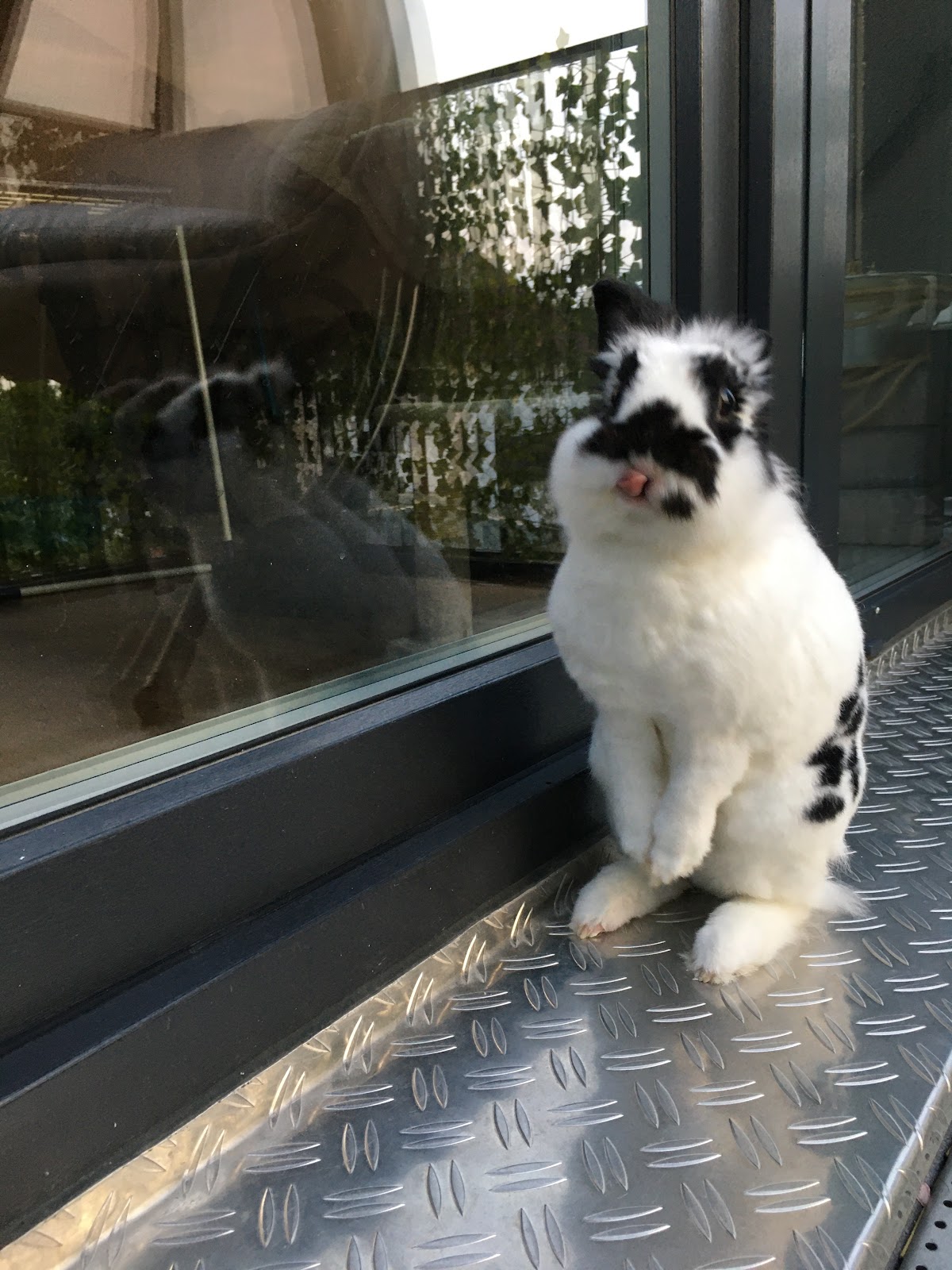 Tierarztpraxis, Praxis für kleine Heimtiere, Dr. Anja Ewringmann in Teltow – Praxisfoto 2