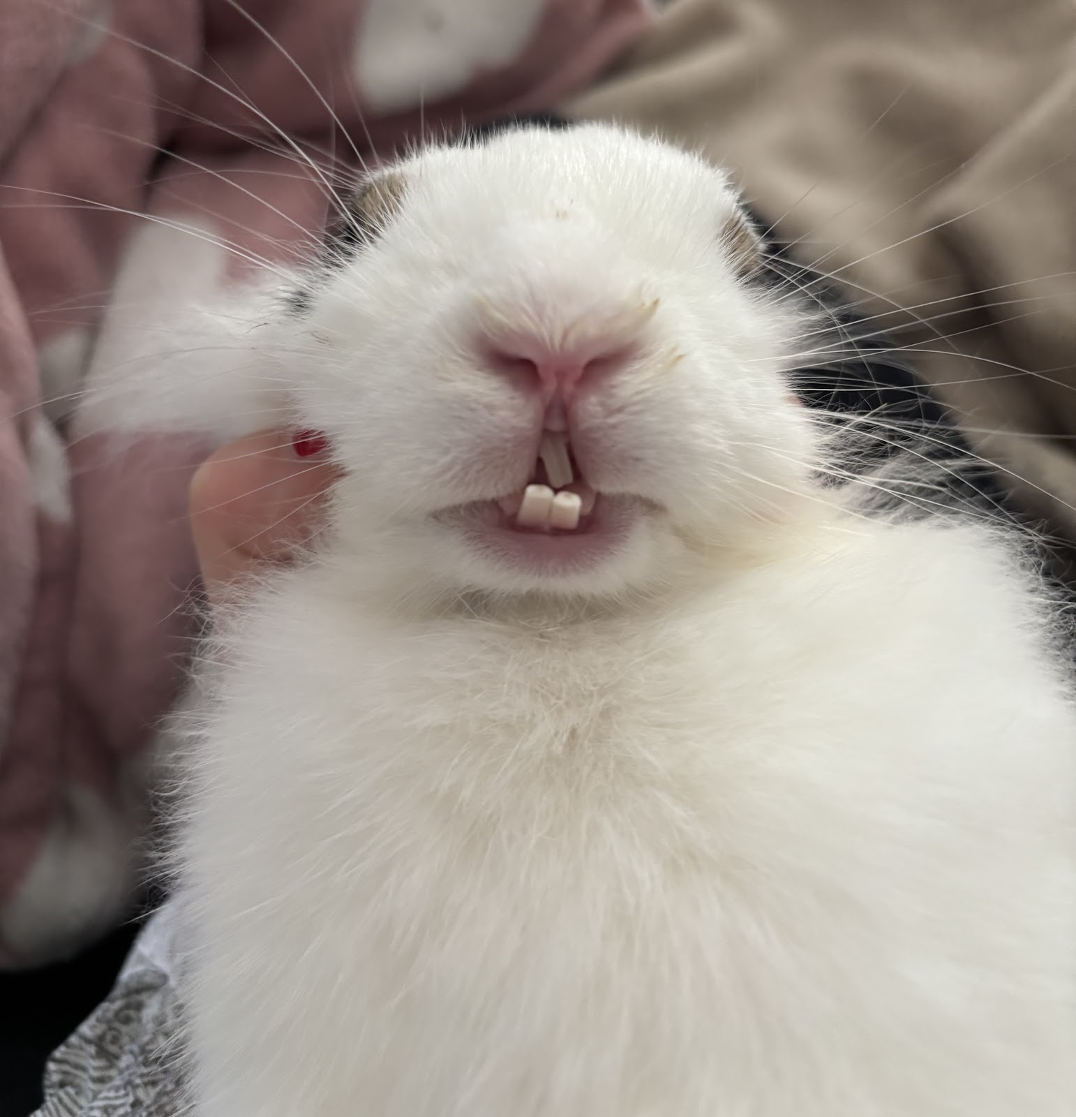 Tierarztpraxis, Praxis für kleine Heimtiere, Dr. Anja Ewringmann in Teltow – Praxisansicht