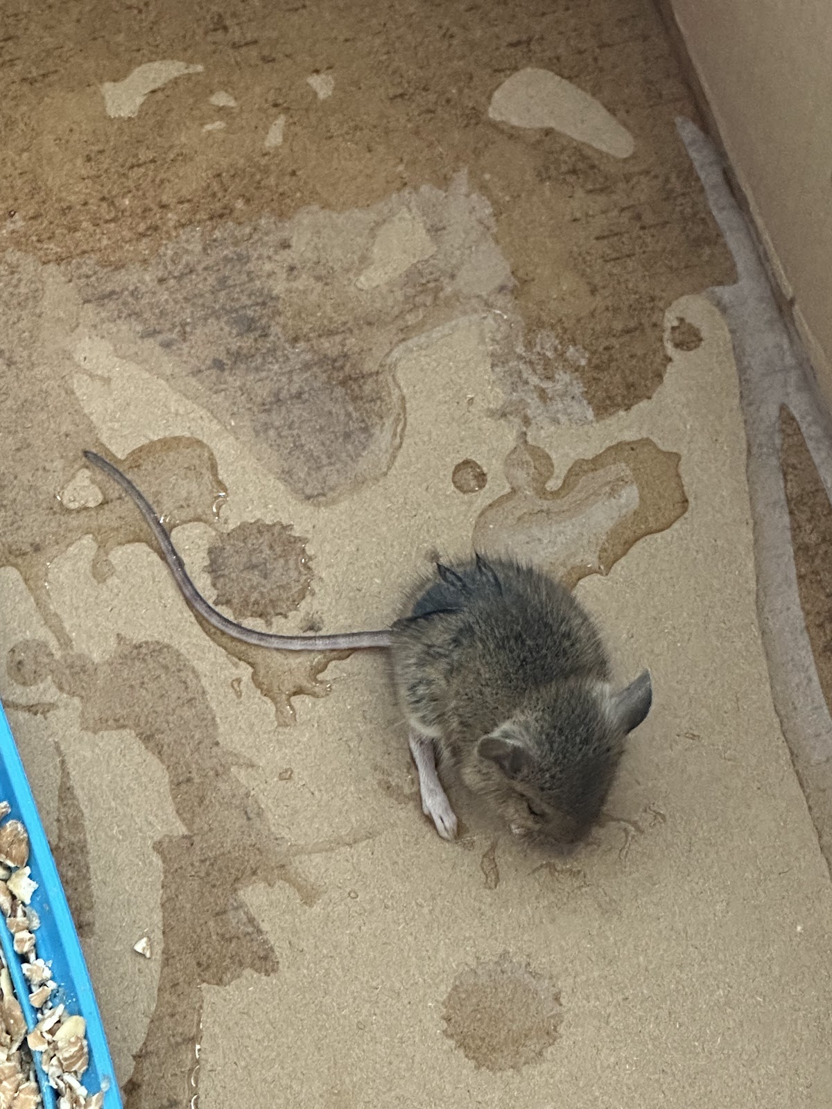 Tierarztpraxis Rotgang in Berlin – Foto aus einer Patientenbewertung