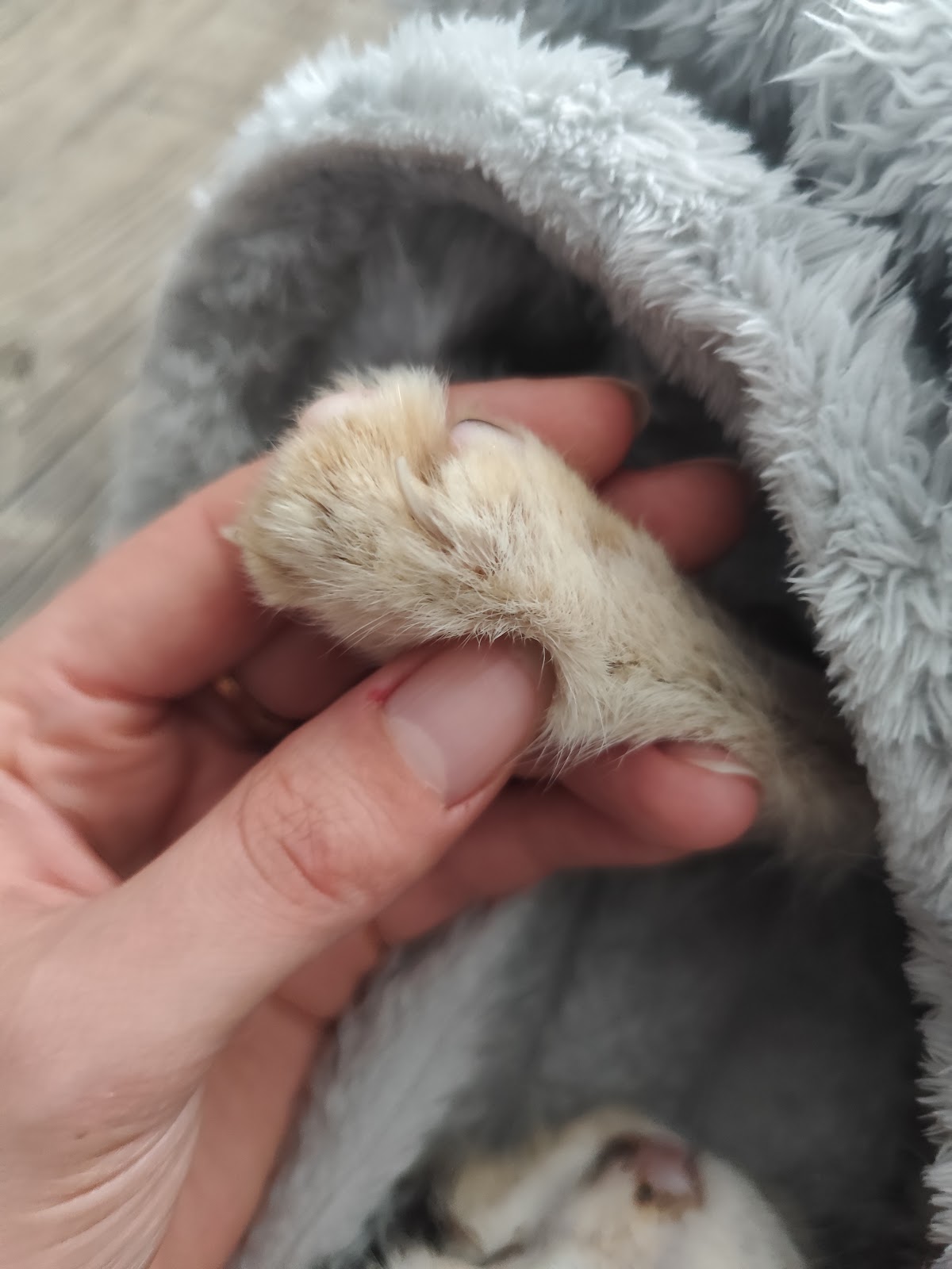 Tierarztpraxis "Tante Käthe & Onkel Bolle" Dr. Willitzkat in Berlin – Foto aus einer Patientenbewertung