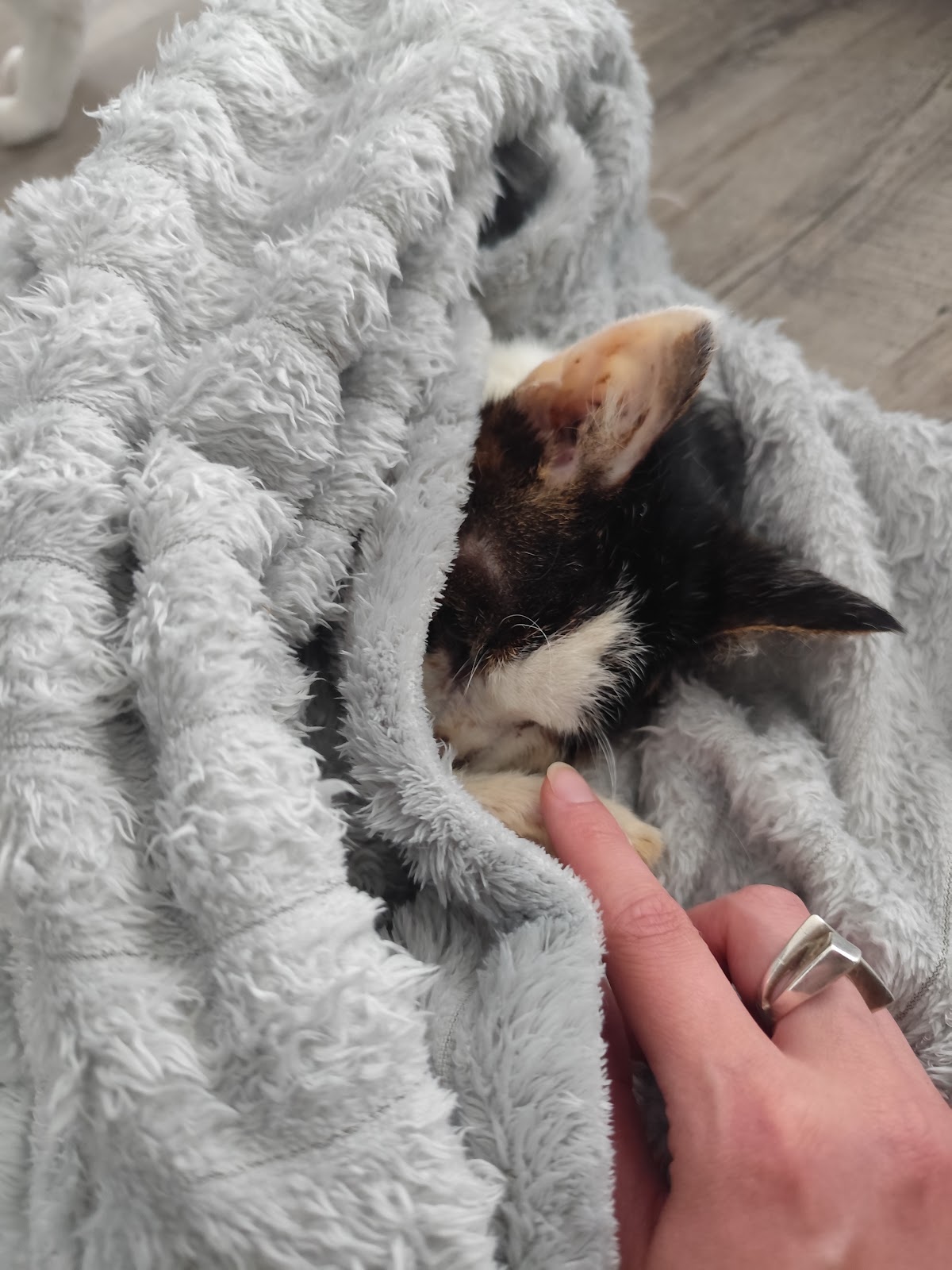 Tierarztpraxis "Tante Käthe & Onkel Bolle" Dr. Willitzkat in Berlin – Foto aus einer Patientenbewertung