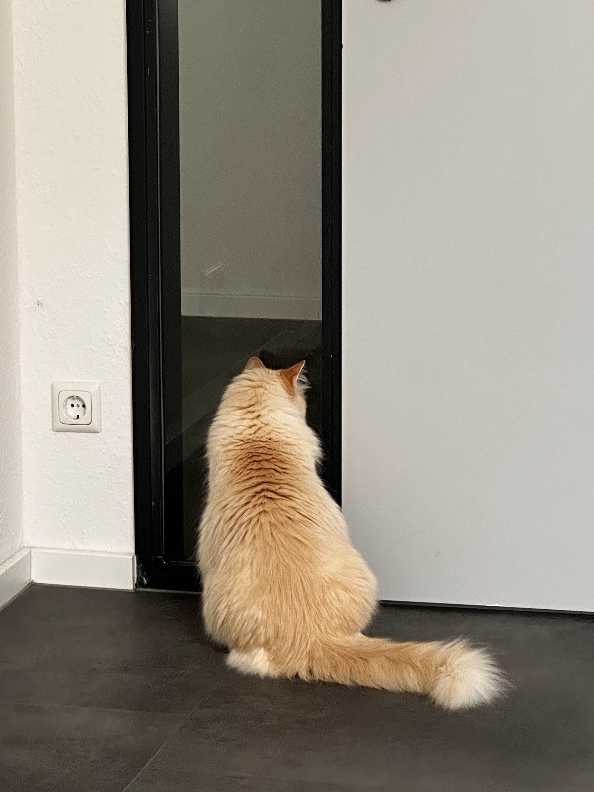 Tierarztpraxis Tordy's Royalz in Köln – Foto aus einer Patientenbewertung