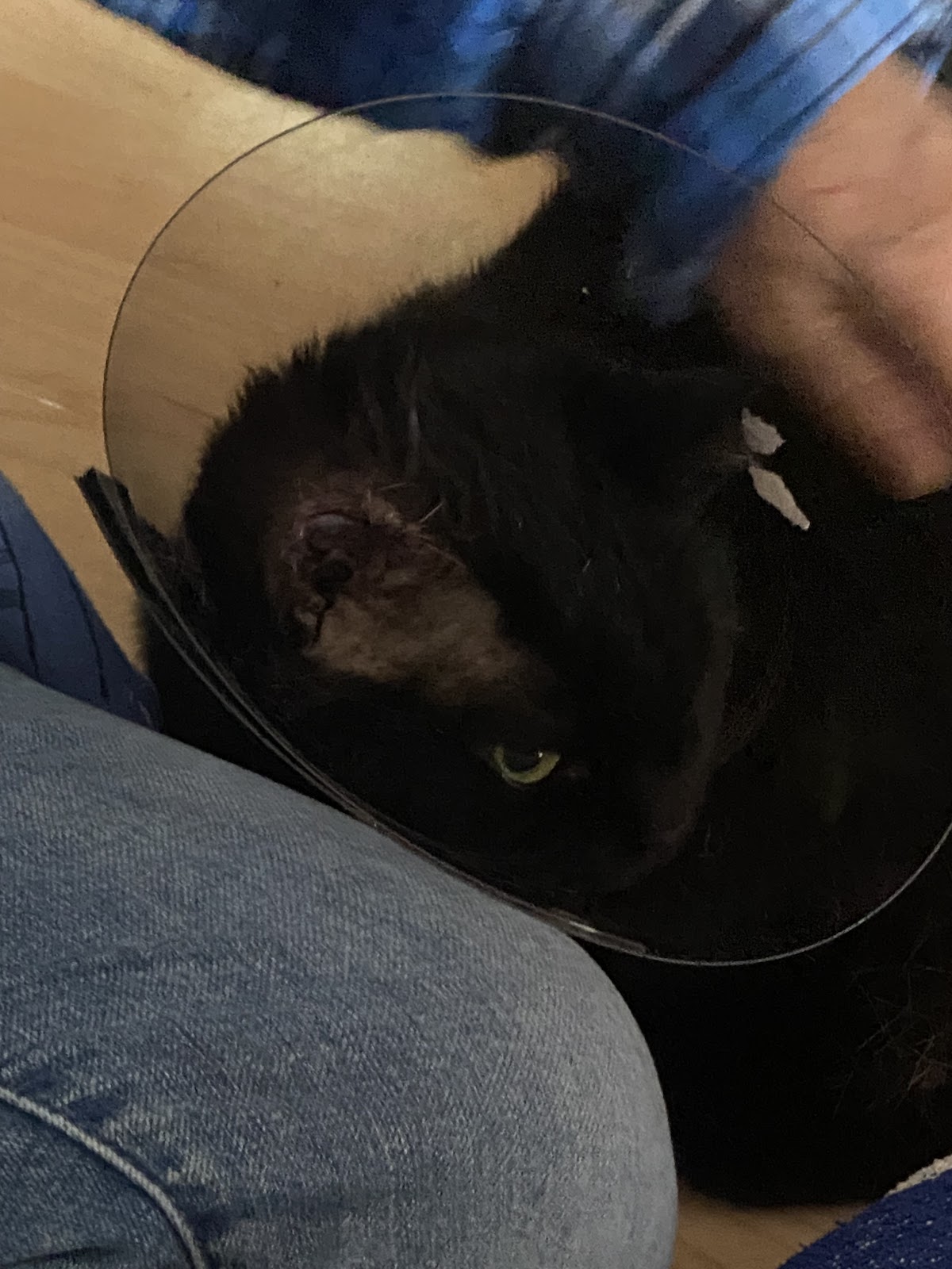 Tierarztpraxis Ulrich in Köln – Foto aus einer Patientenbewertung