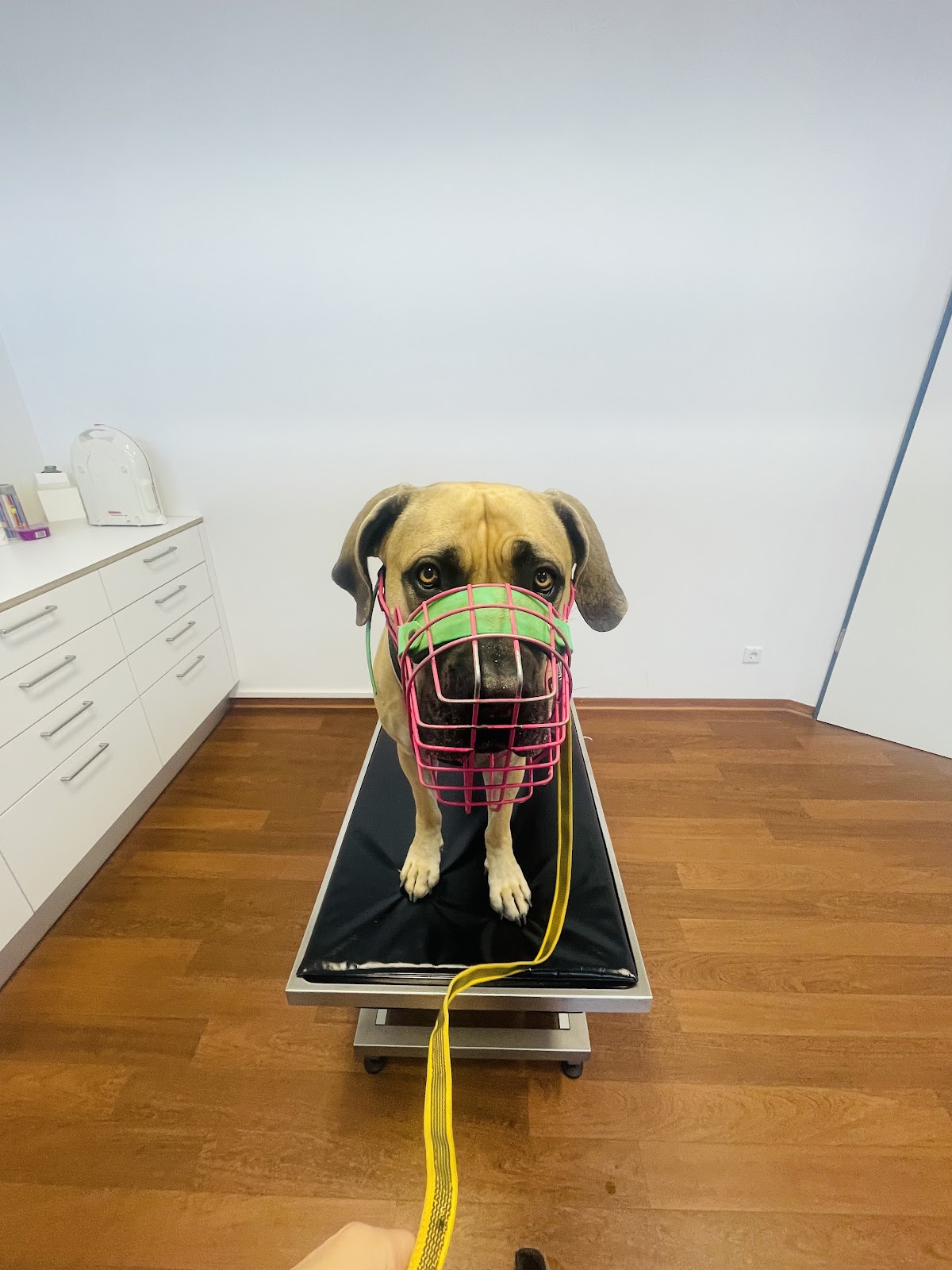 Tierarztpraxis Weiden in Köln – Foto aus einer Patientenbewertung