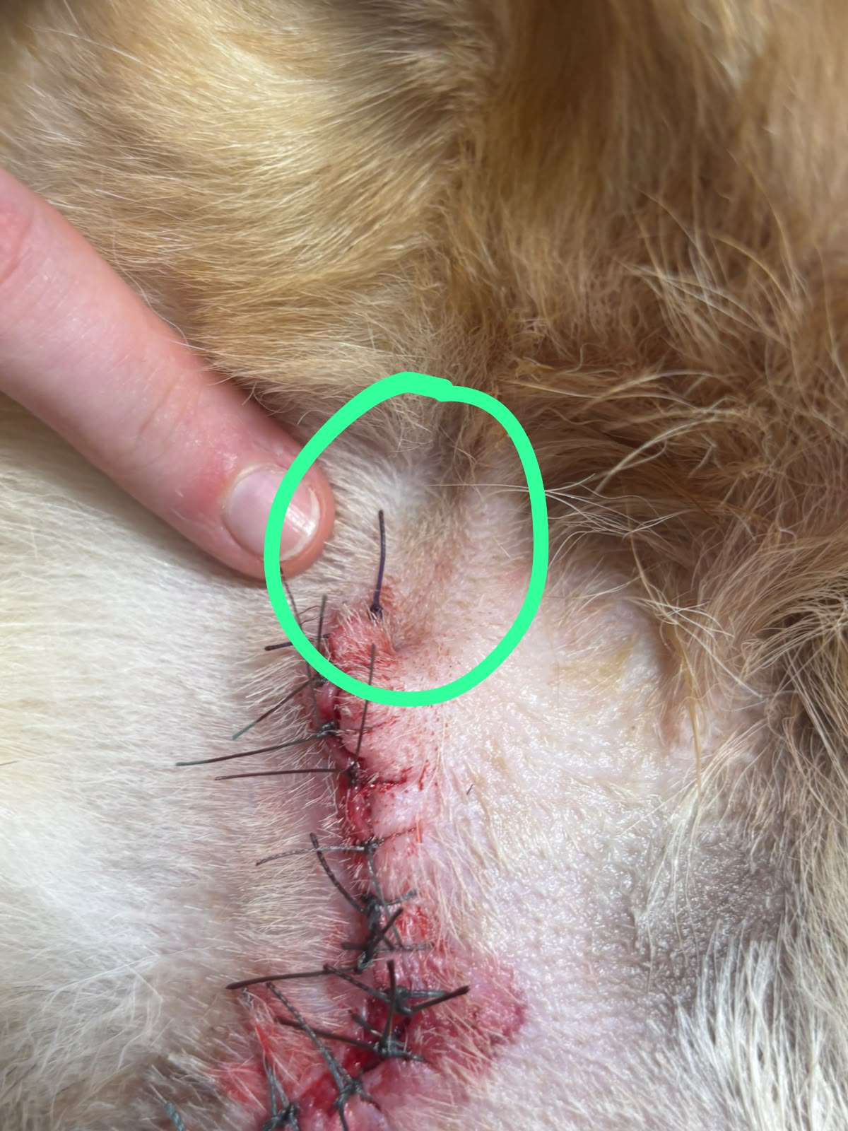 Tiergesundheitszentrum Teltow - Tierärztlicher Notdienst bis 24 Uhr in Teltow – Foto aus einer Patientenbewertung