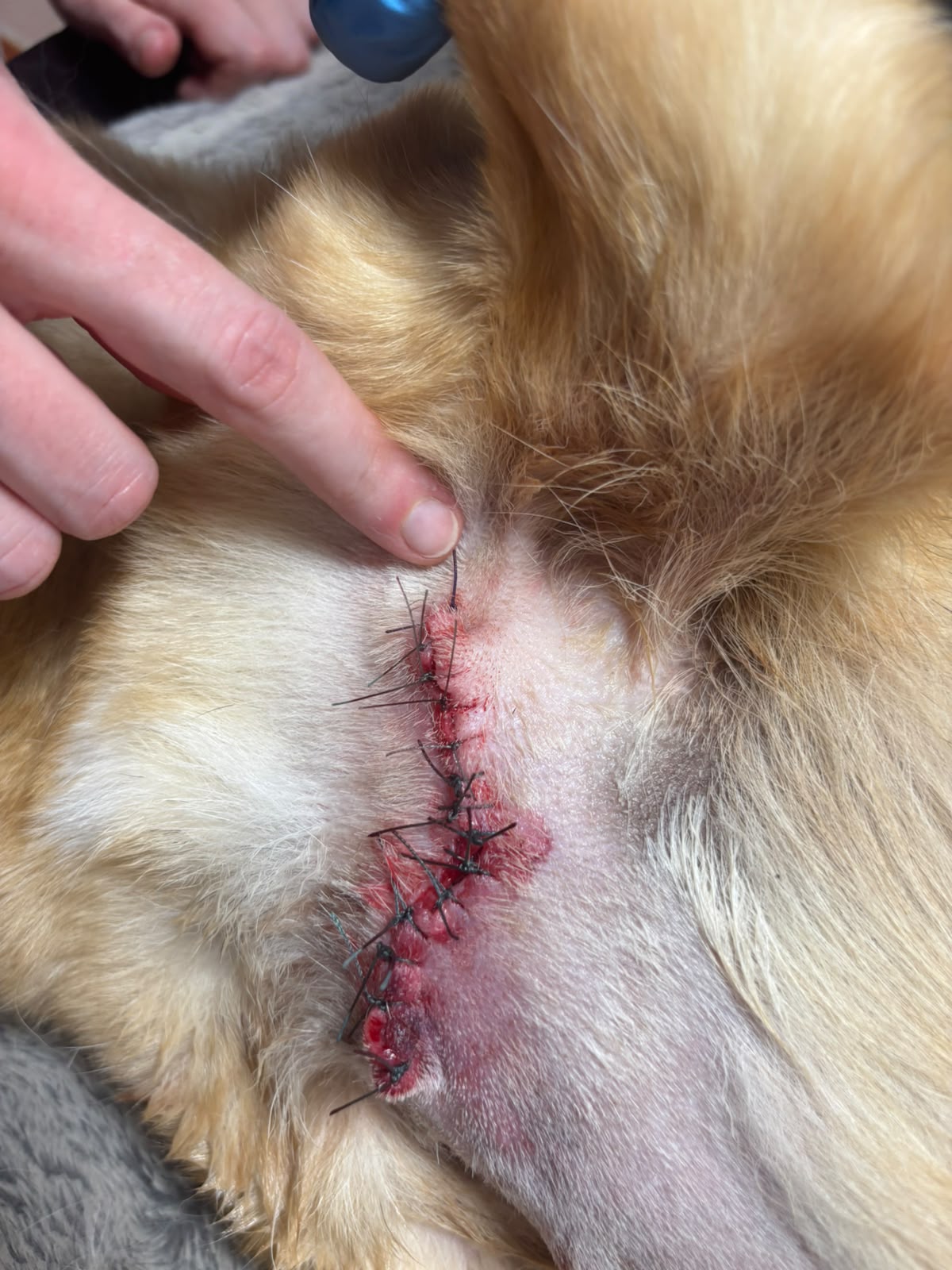Tiergesundheitszentrum Teltow - Tierärztlicher Notdienst bis 24 Uhr in Teltow – Foto aus einer Patientenbewertung