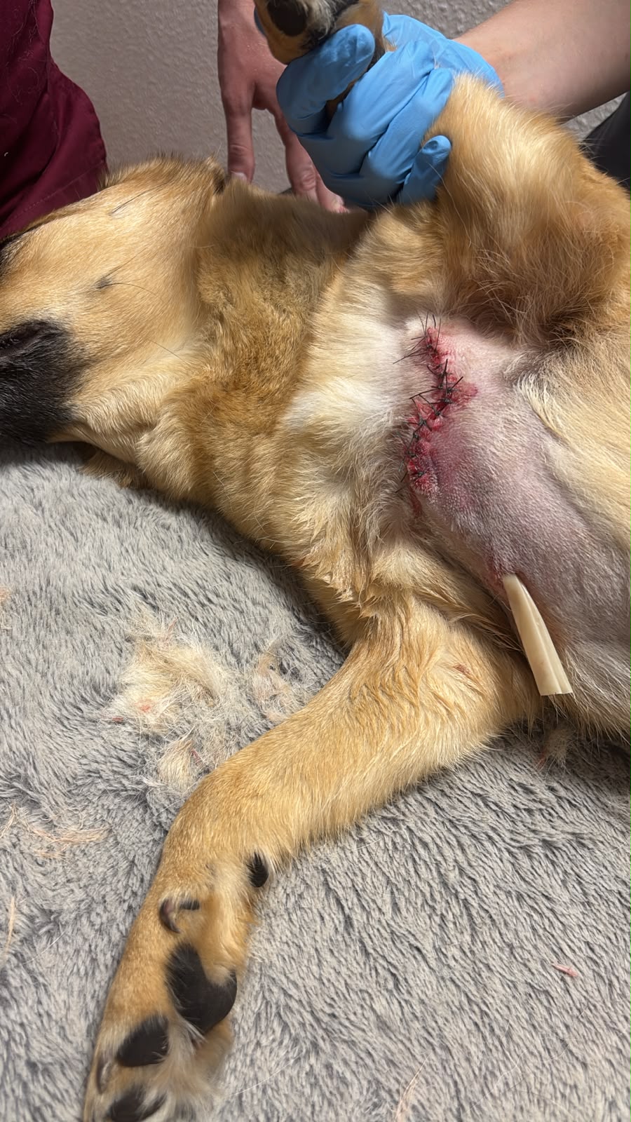 Tiergesundheitszentrum Teltow - Tierärztlicher Notdienst bis 24 Uhr in Teltow – Foto aus einer Patientenbewertung