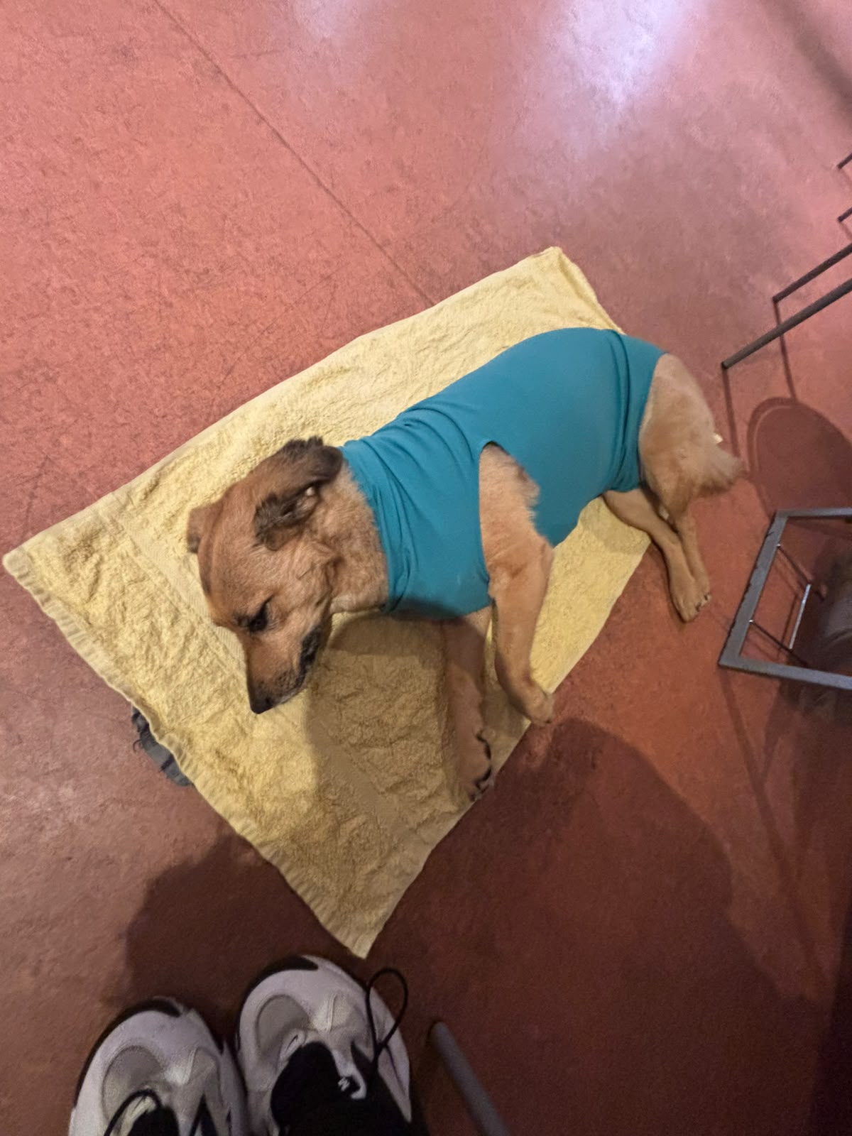 Tiergesundheitszentrum Teltow - Tierärztlicher Notdienst bis 24 Uhr in Teltow – Praxisfoto 1