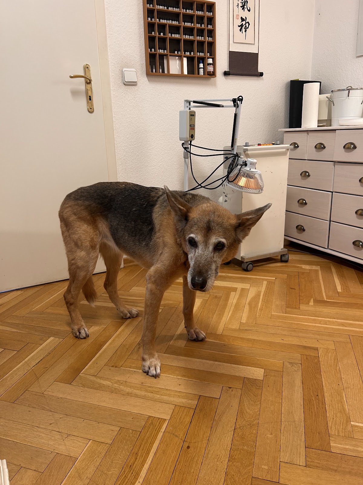 Tierheilpraxis Abeillon in Kleinmachnow – Praxisfoto 1