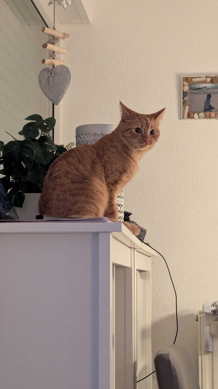 Tierheim Helenenhof-Hürth/Tierschutzverein in Hürth – Foto aus einer Patientenbewertung