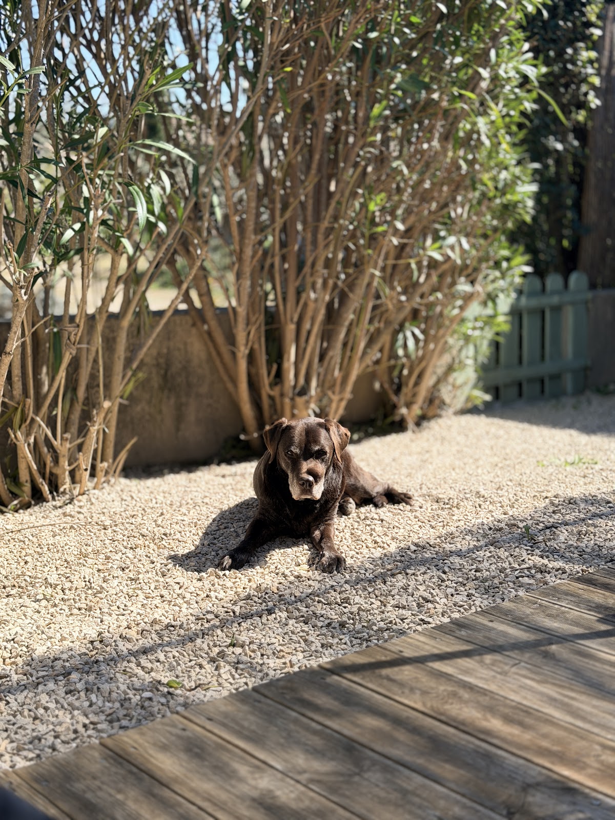 tierisch agil - Physiotherapie für Hunde in Chorweiler – Foto aus einer Patientenbewertung
