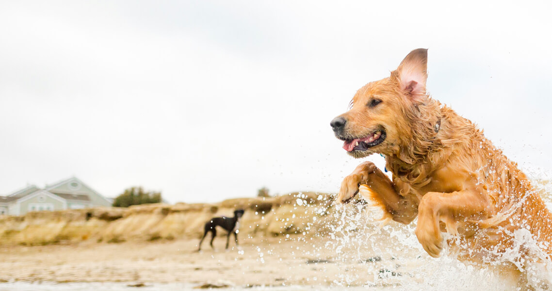 tierisch agil - Physiotherapie für Hunde