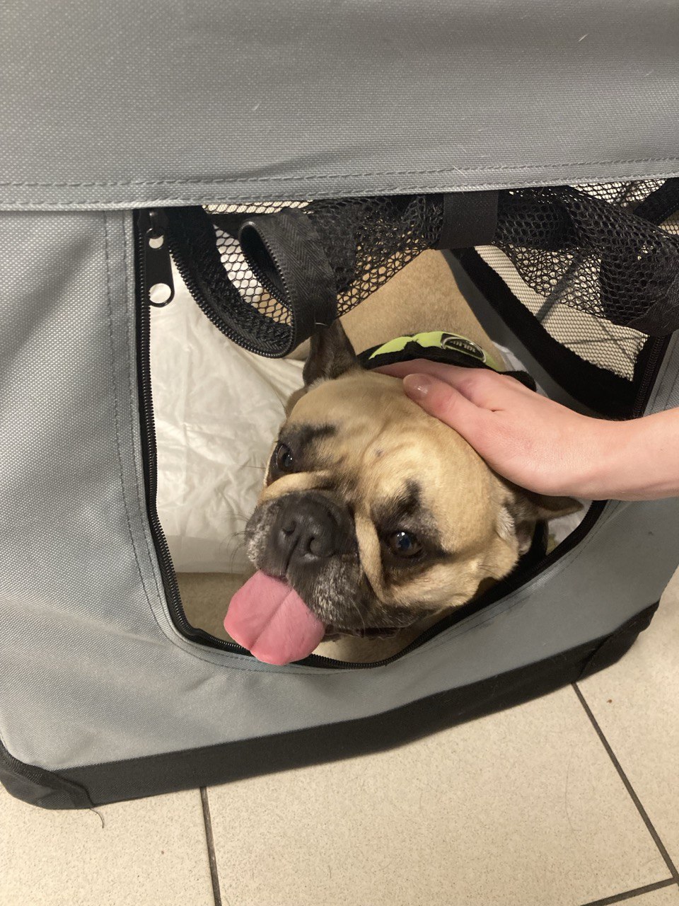 Tierklinik Berlin-Marzahn - Notaufnahme sowie ambulante- und stationäre Behandlung von Hunden, Katzen und Heimtieren in Berlin – Praxisfoto 3