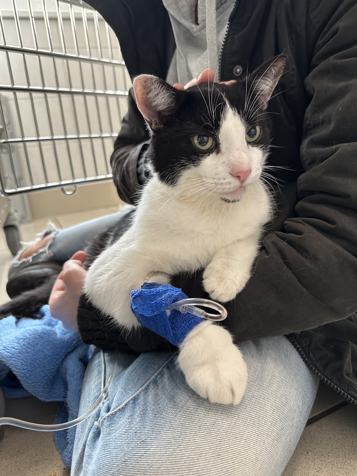 Tierklinik Berlin-Marzahn - Notaufnahme sowie ambulante- und stationäre Behandlung von Hunden, Katzen und Heimtieren in Berlin – Praxisfoto 4