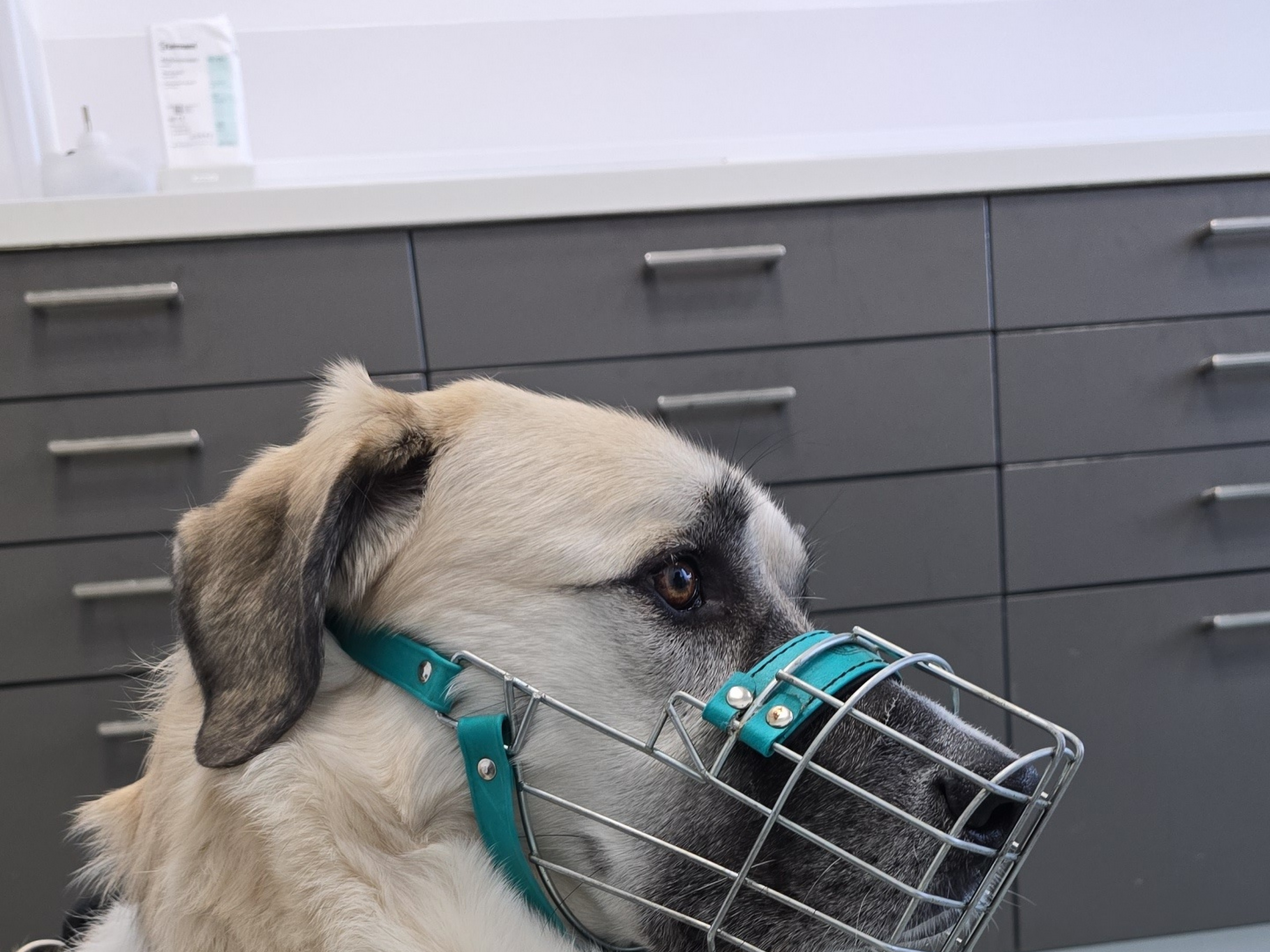 Tierklinik Ismaning – Bild