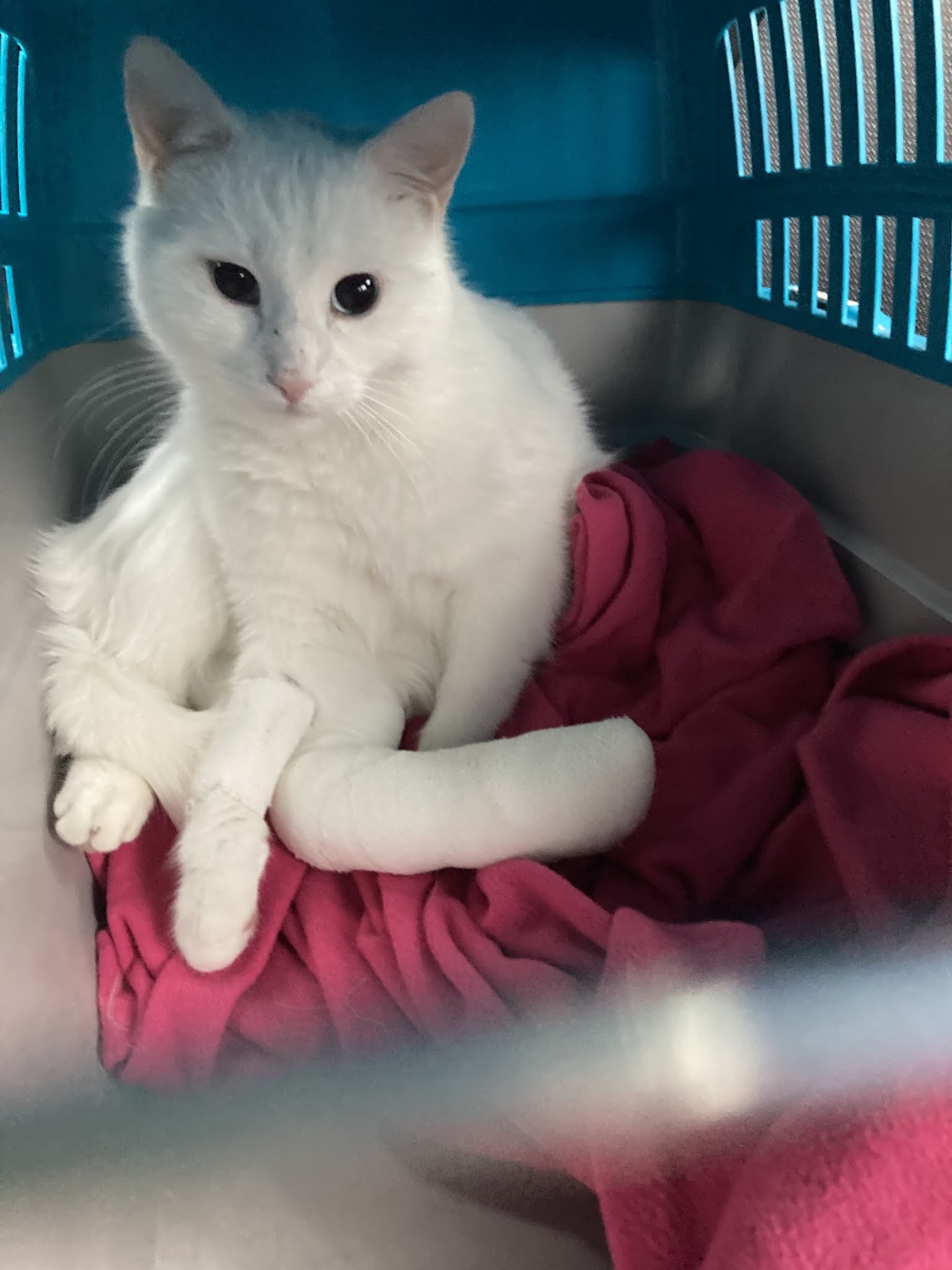 Tierklinik Ismaning – Bild