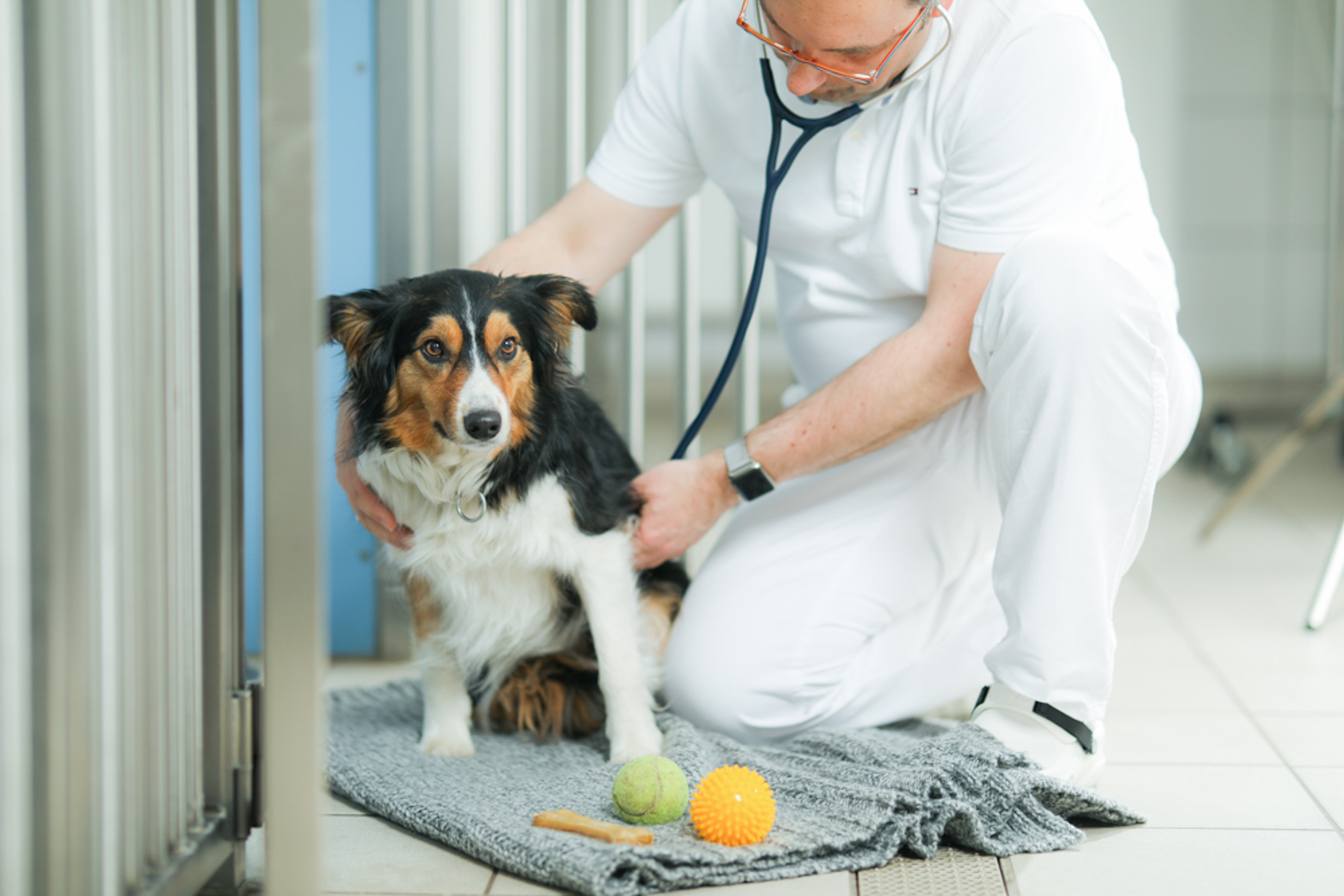 Tierklinik Ismaning