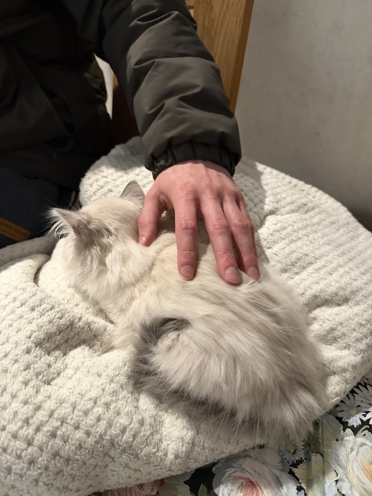 Tierklinik Kellerwessel in Köln - Tierärztliche Klinik mit 24h Notdienst in Rodenkirchen – Foto aus einer Patientenbewertung