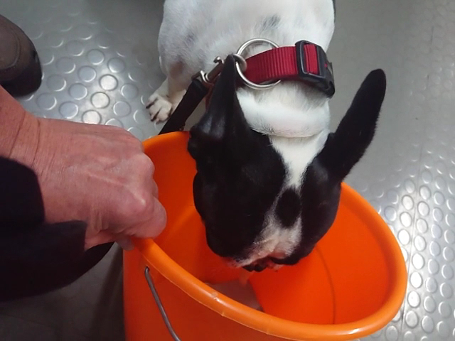 Tierklinik Kellerwessel in Köln - Tierärztliche Klinik mit 24h Notdienst in Rodenkirchen – Praxisfoto 4