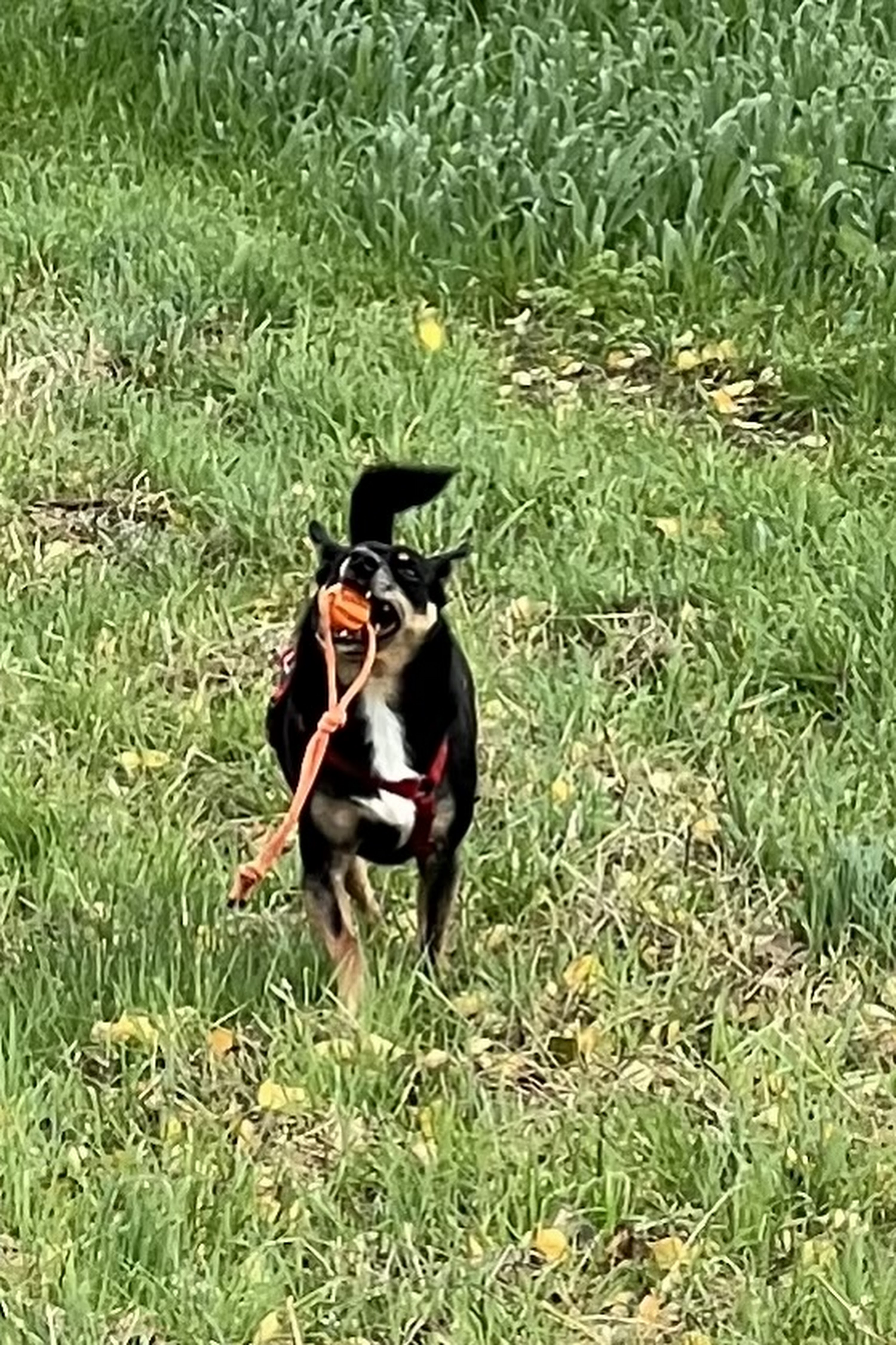 Tierklinik Oberhaching – Bild