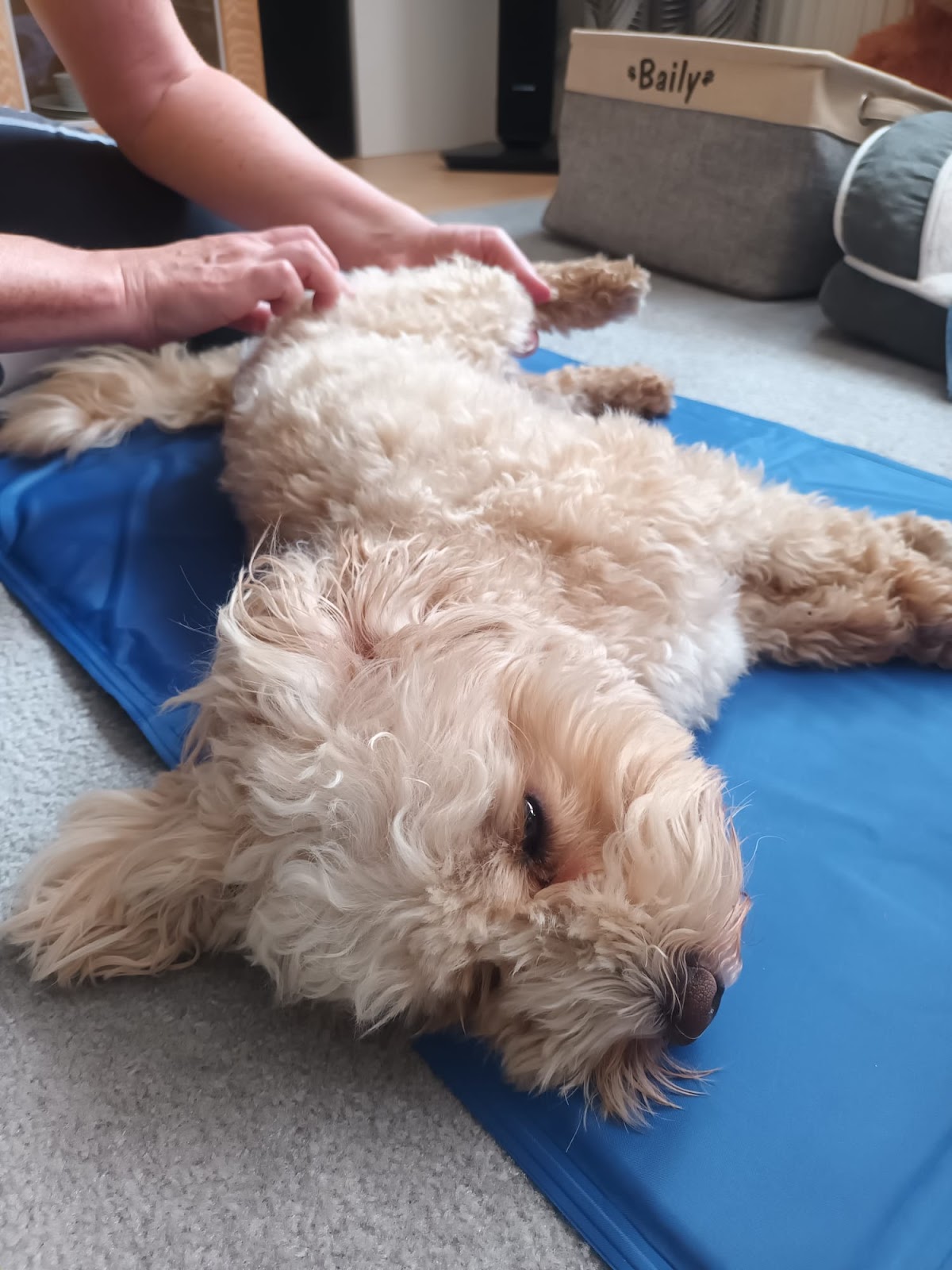 Tierphysiokonzepte Viola Leifer | Köln | Pferdephysiotherapie | Hundephysiotherapie | EMMETT - Technik | Osteopathie in Köln – Praxisfoto 1