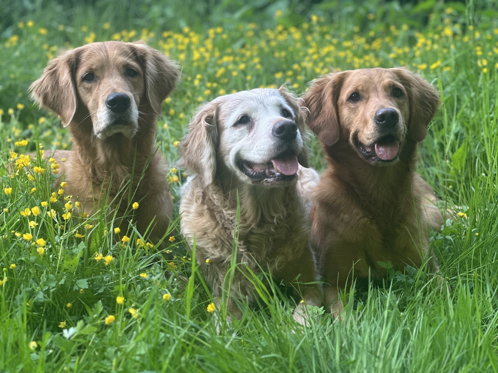 Tierphysiotherapie Catherine Faller in Pulheim – Foto aus einer Patientenbewertung