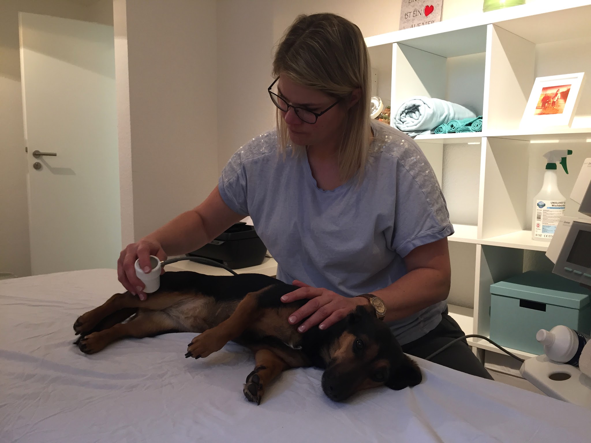Tierphysiotherapie & Hundepension Silke Engel – Bild