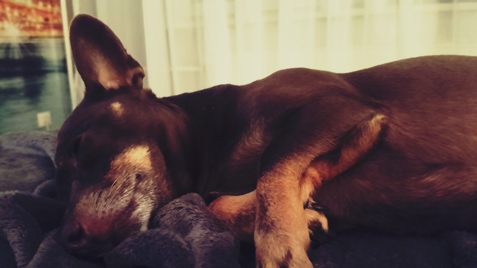 TierReha Dr. Alexander in Berlin – Foto aus einer Patientenbewertung