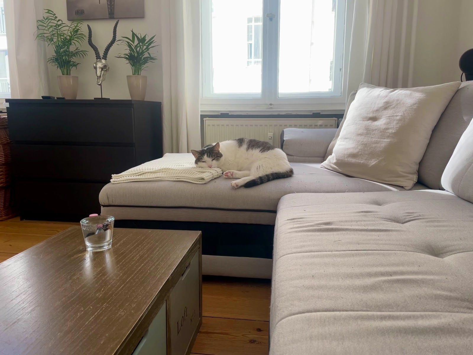 Tierzahnarzt Uwe Kubelka in Berlin – Praxisfoto 2