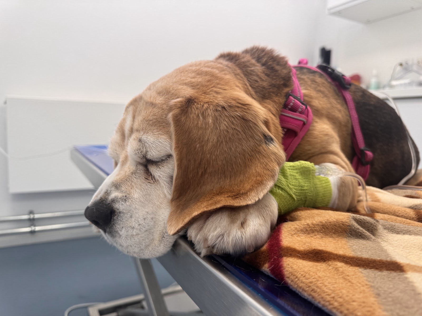 Valera Tierklinik Berlin in Berlin – Praxisfoto 1