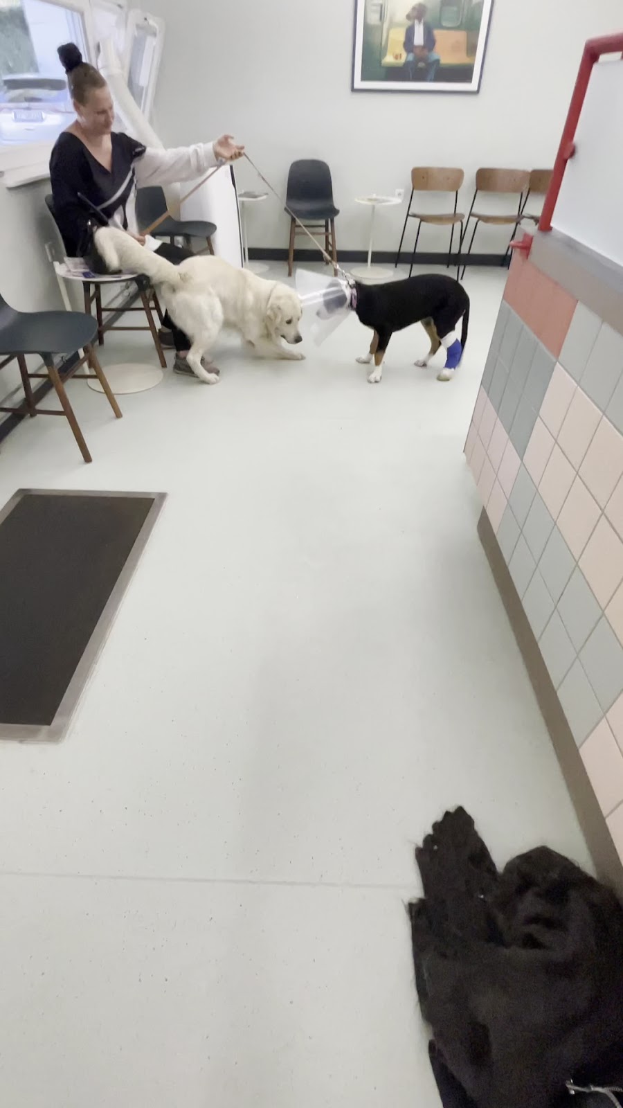 Valera Tierklinik Berlin in Berlin – Praxisfoto 2