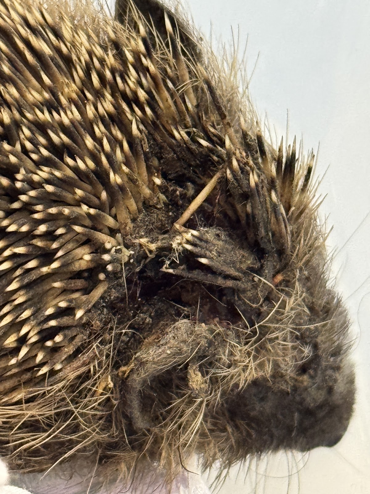 Vet Zentrum Köln – Tierärztliche Klinik für Kleintiere, 24 Stunden Notdienst in Lindenthal – Foto aus einer Patientenbewertung