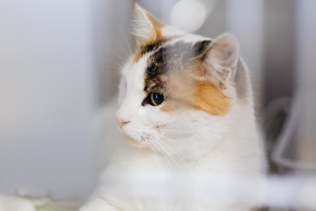 Vet Zentrum Köln – Tierärztliche Klinik für Kleintiere, 24 Stunden Notdienst