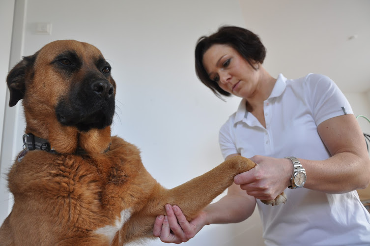 vetmed service münchen