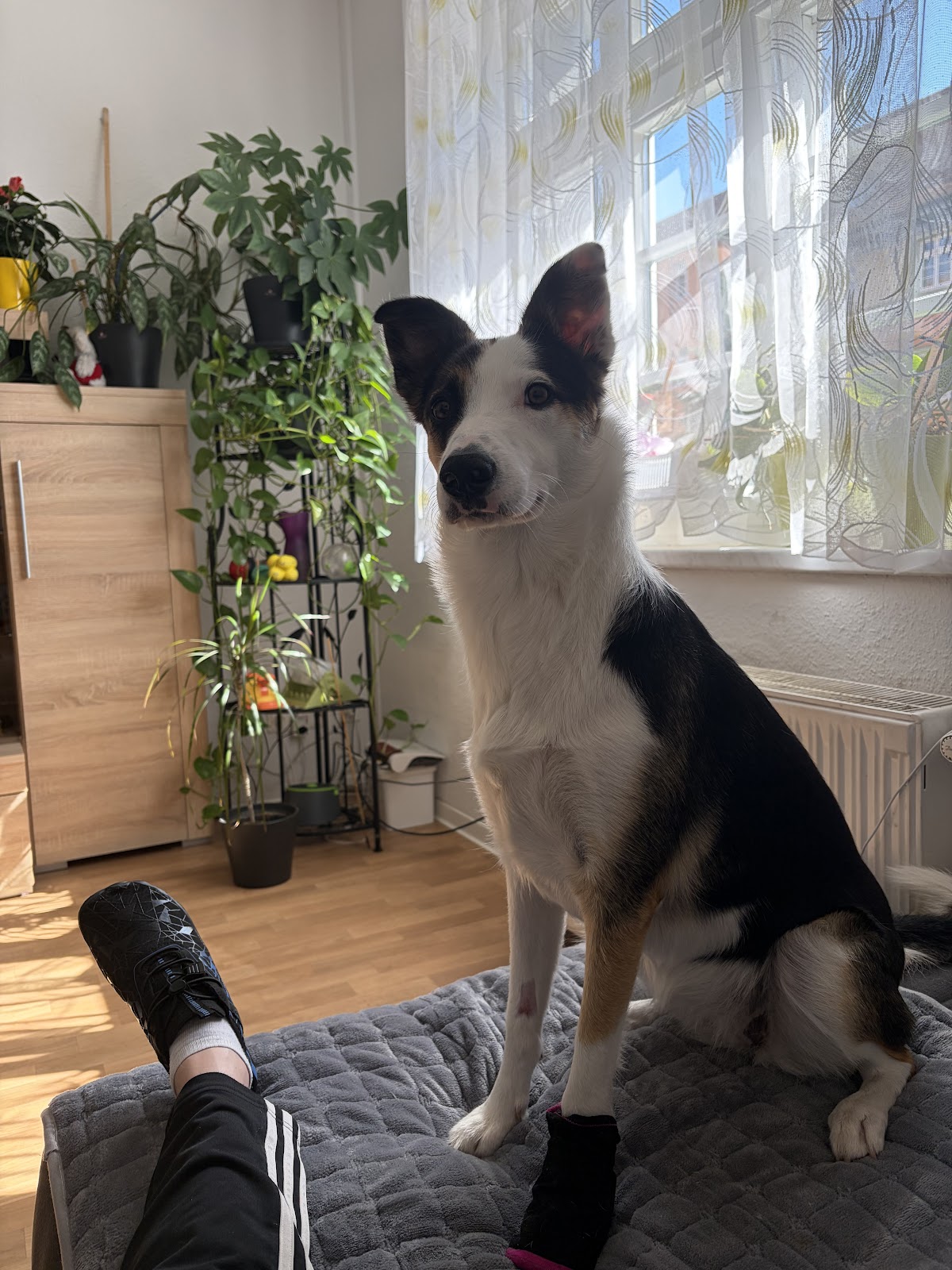 Vetprotect24 in Köln – Foto aus einer Patientenbewertung
