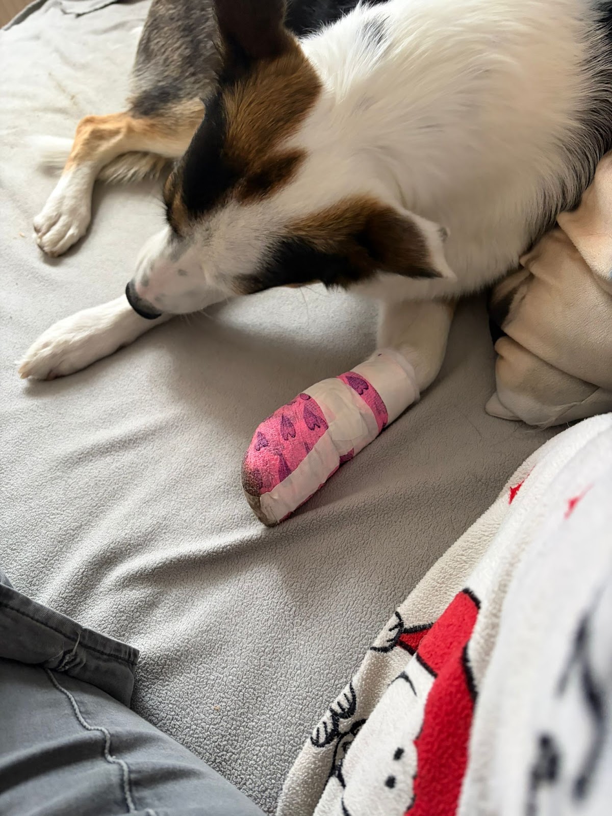 Vetprotect24 in Köln – Foto aus einer Patientenbewertung