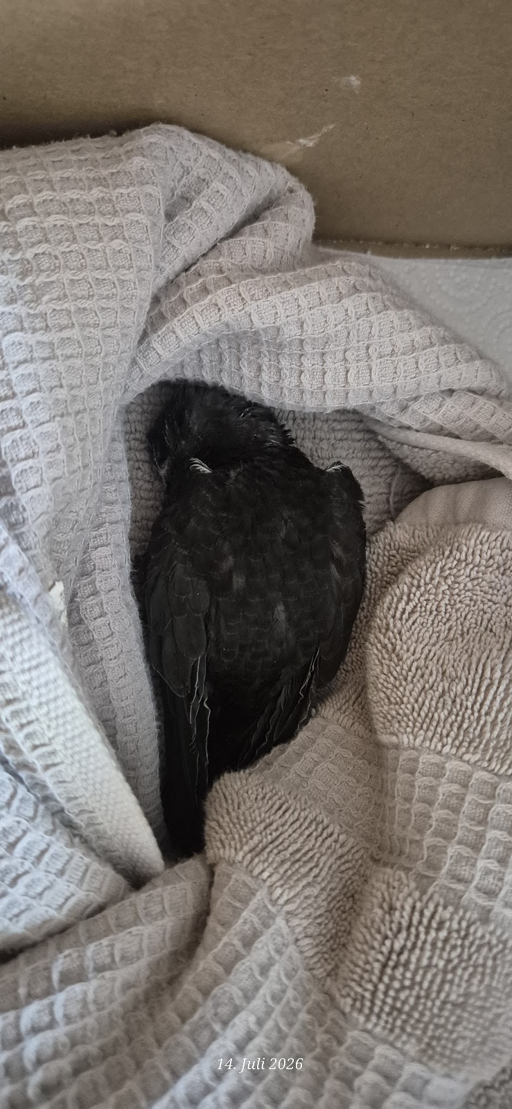 Vogeltierarzt Dr. Alexa Vaupel in Rommerskirchen – Foto aus einer Patientenbewertung