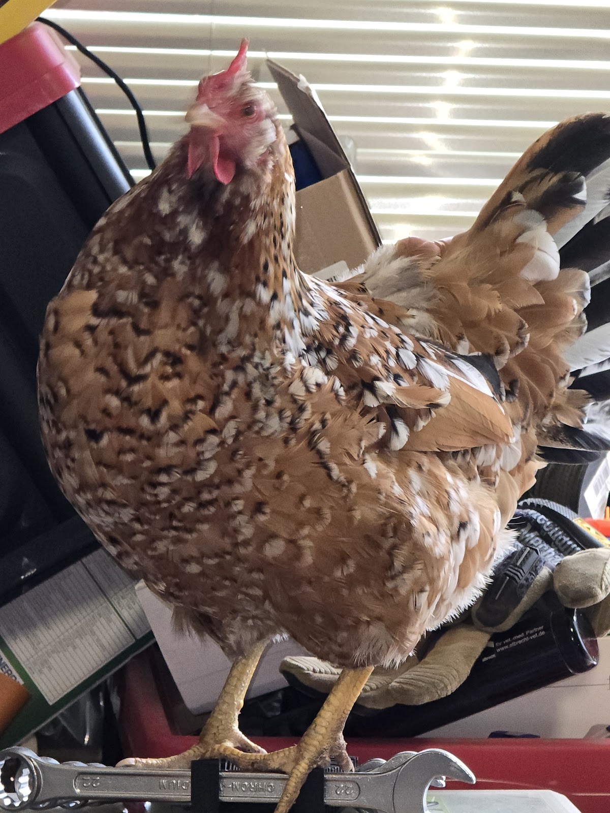 Vogeltierarzt Dr. Alexa Vaupel in Rommerskirchen – Praxisfoto 1