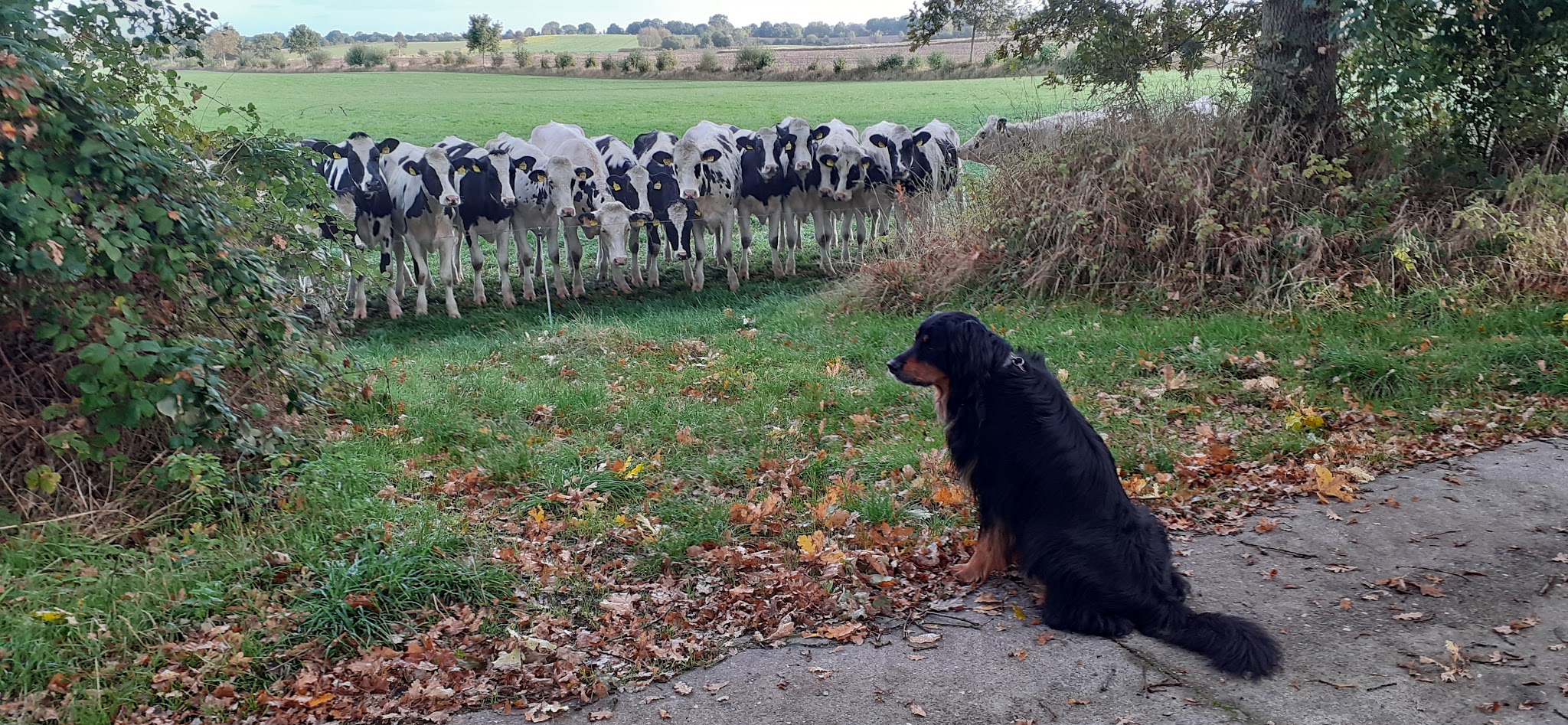 Wiebke Stüben Tierärztin – Bild