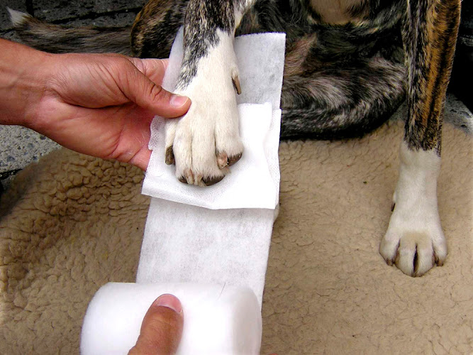 aktion tier Tierrettung München e.V.